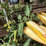 Banana slupka na rajčata: starý český trik proti nedostatku vápníku