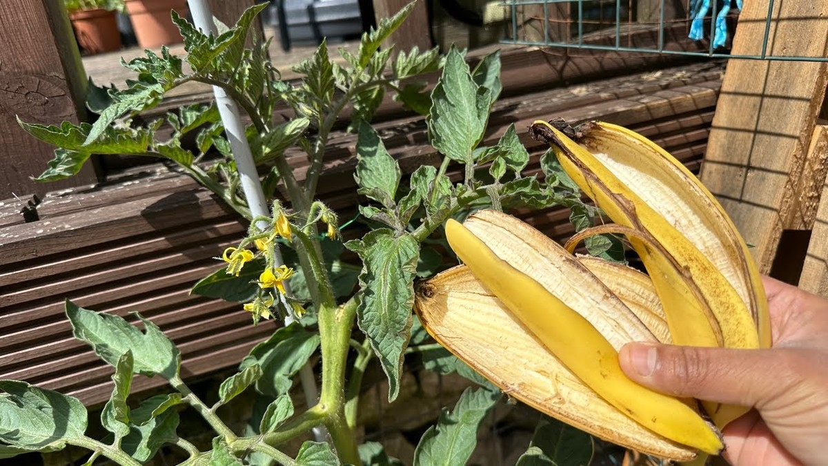 Banana slupka na rajčata: starý český trik proti nedostatku vápníku