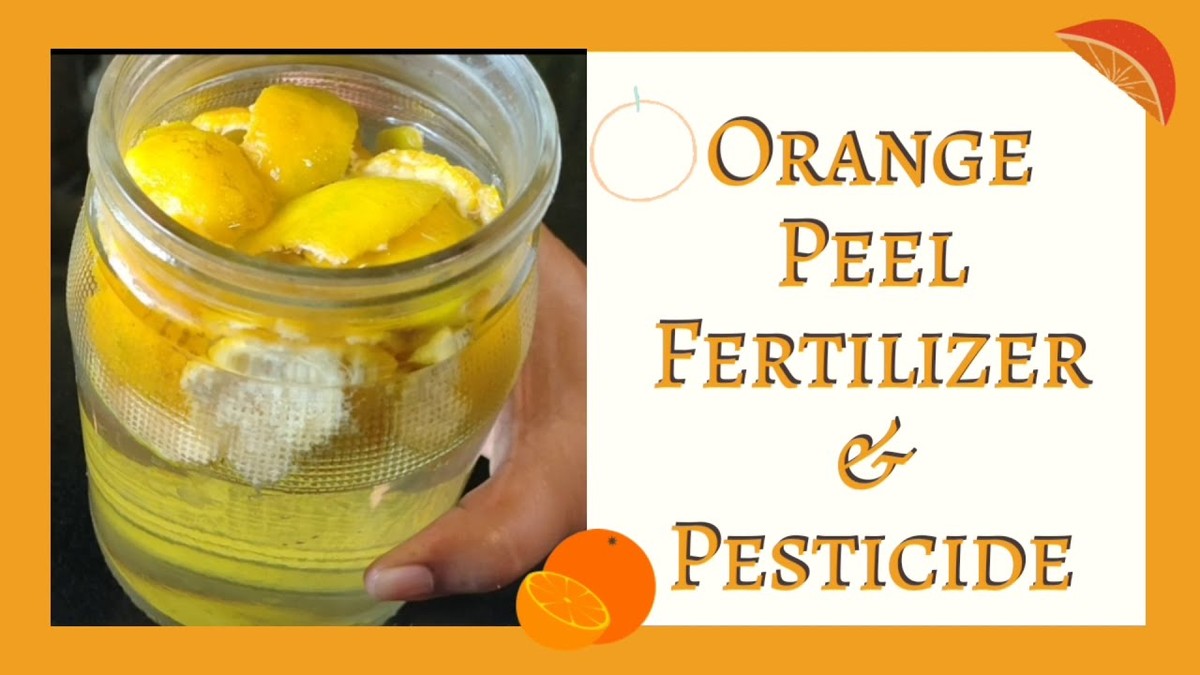 Citrónová slupka na okně? Proč to přírodní zahradníci dělají v červnu - image 1