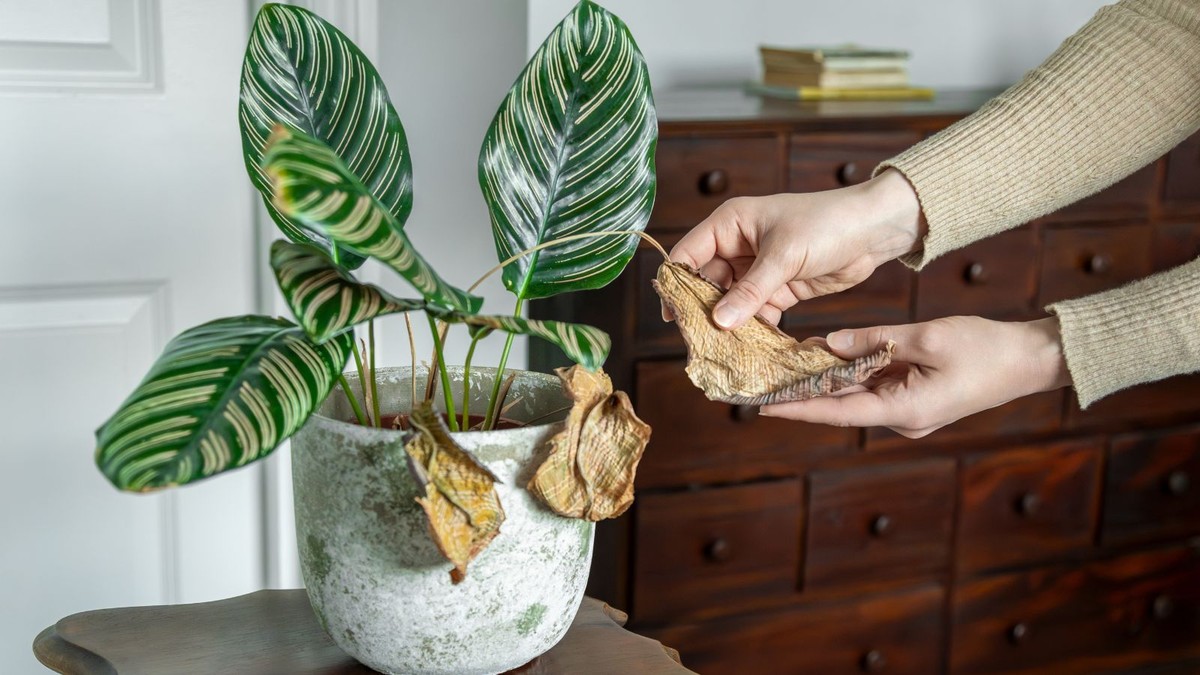 Co florista nikdy nekoupí: 3 rostliny, kterým domácí prostředí nesvědčí - image 2