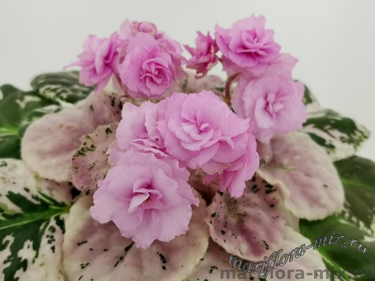 Co květinářka dělá každý den s růžemi, aby vydržely měsíc déle