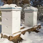 Do prosince zbývá 19 dní: včelaři Česka zveřejnili, co dělat s úly teď