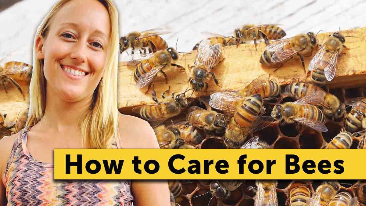 Do prosince zbývá 19 dní: včelaři Česka zveřejnili, co dělat s úly teď - image 1