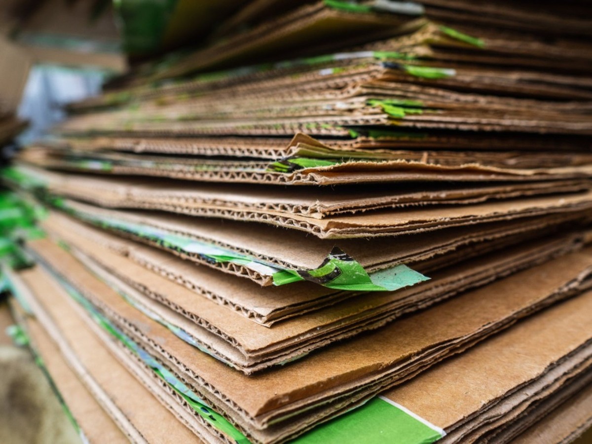 Drť z krabičky na vejce v kompóstu: sekret biohybridního zahrádkáře - image 1