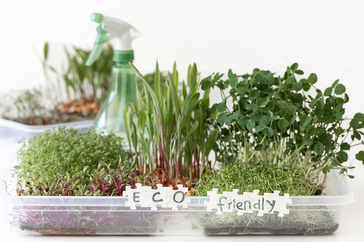 Expert prozradil: microgreens na parapetu stojí grošů a jsou zdravé