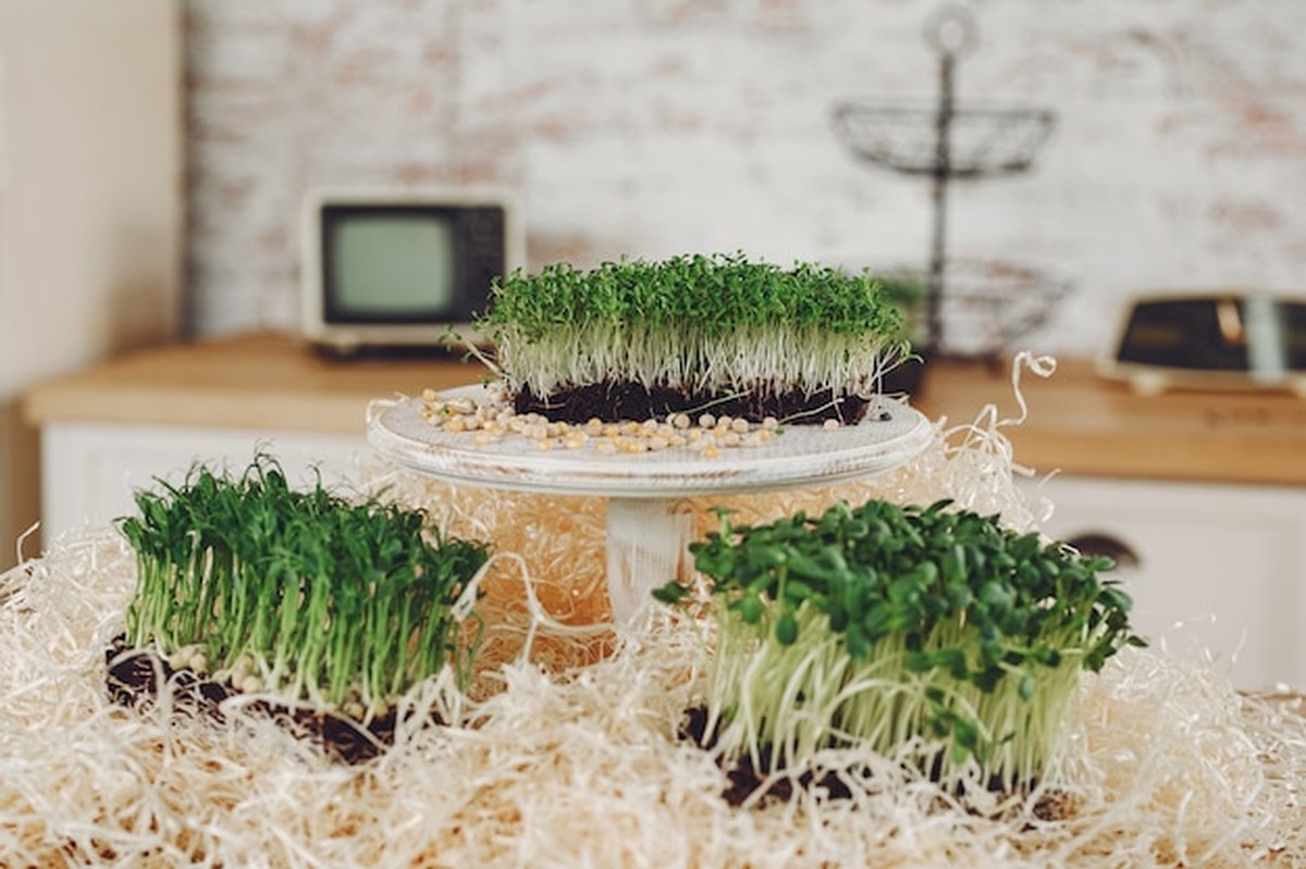 Expert prozradil: microgreens na parapetu stojí grošů a jsou zdravé - image 1