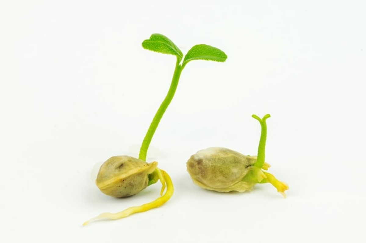 Expert prozradil: microgreens na parapetu stojí grošů a jsou zdravé - image 2