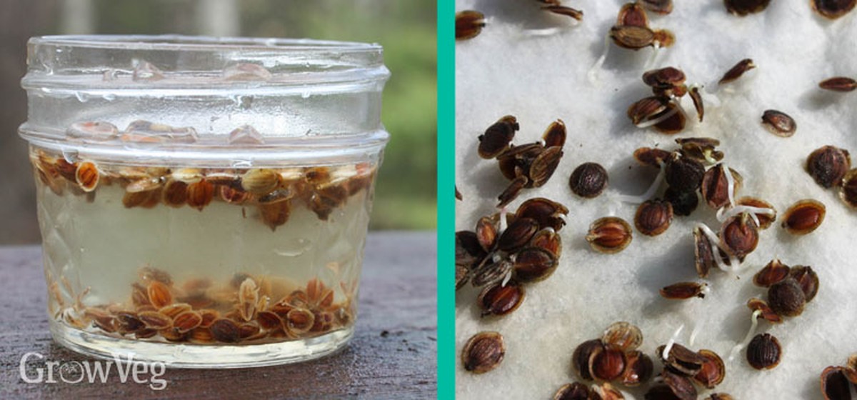 Farmáři prozradili: proč se předpokládá klíčit osivo v terpentýnu - image 1