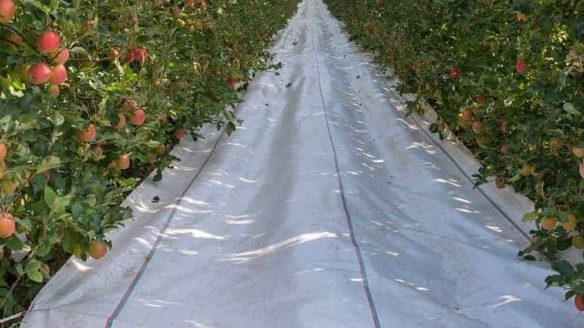 Hliníková fólie pod květináče odráží teplo a chrání kořeny před vypálením - image 1