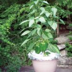 Hliníková fólie za květináči? Tajemství, jak zvýšit urodu o 40 procent