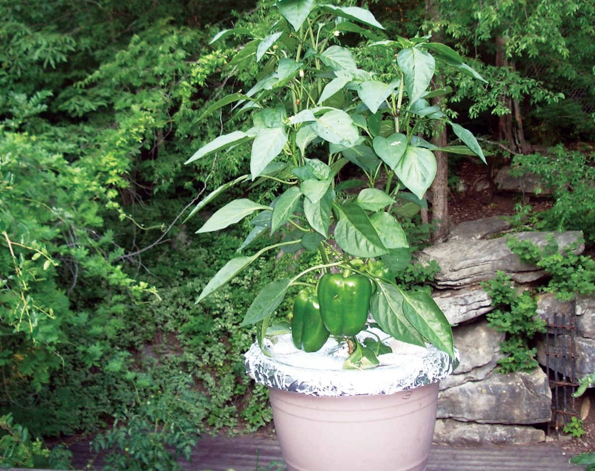 Hliníková fólie za květináči? Tajemství, jak zvýšit urodu o 40 procent