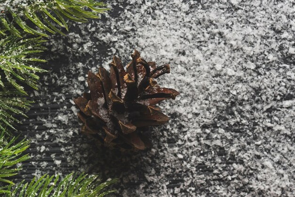 Jak nechat kaktusy přežít zimu bez topení - jednoduchý trvalý návyk, který funguje - image 2