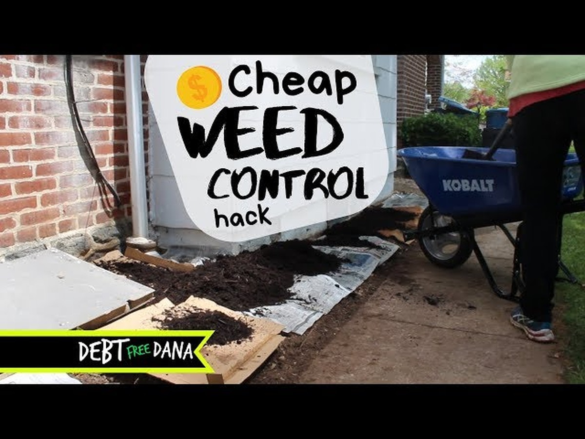 Kávový filtr jako sít na plevel? Proč zahradníci mlčí o tomto triku - image 1