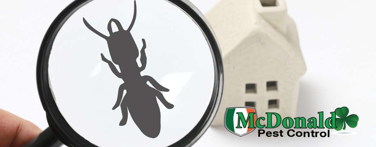 Kávový filtr na okna? Přesně tím se zbavíte hmyzu v létě - image 2