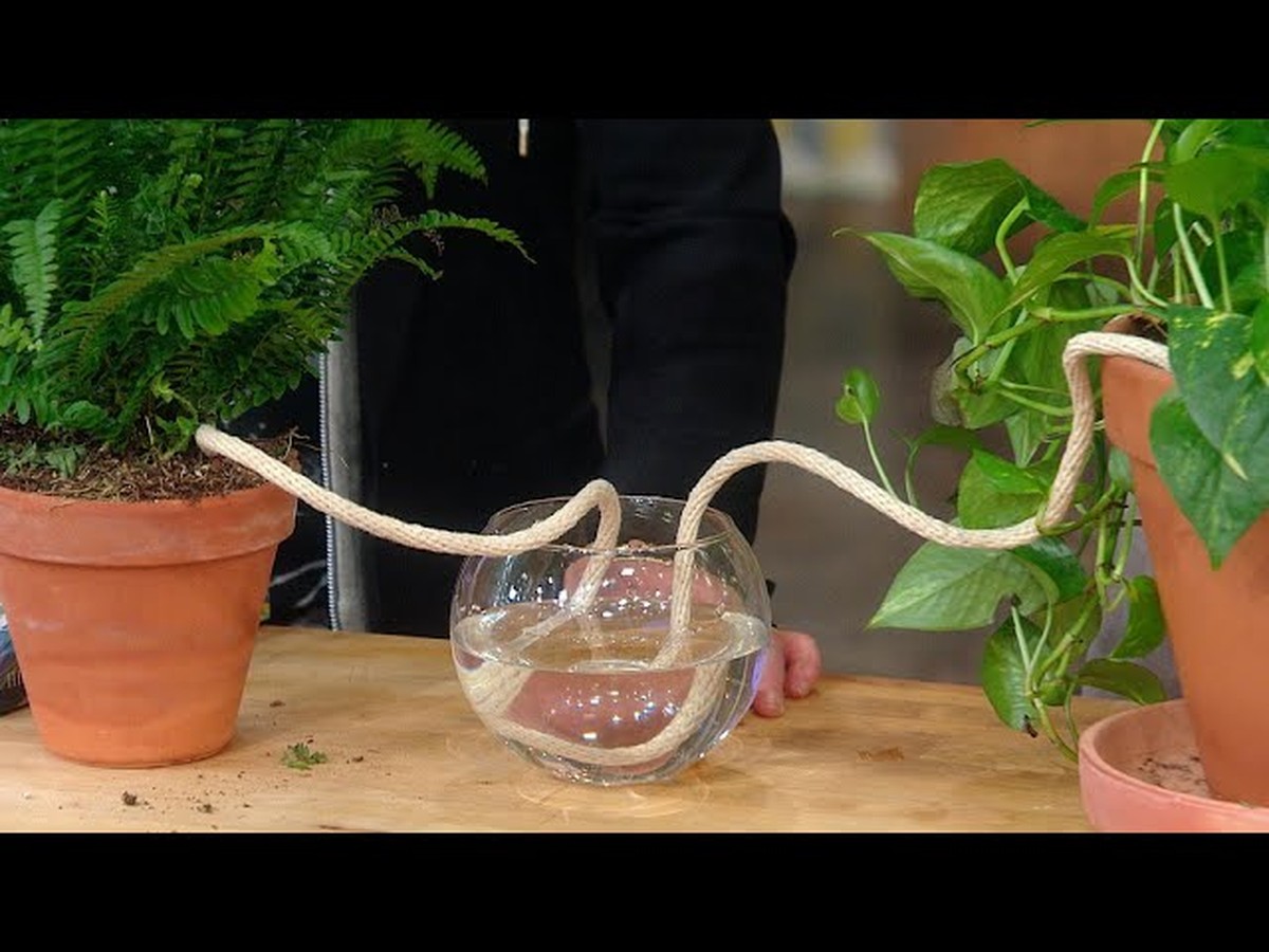 Kávový filtr v květináči? Zahradníci znají tento trik na vlhkost půdy - image 1