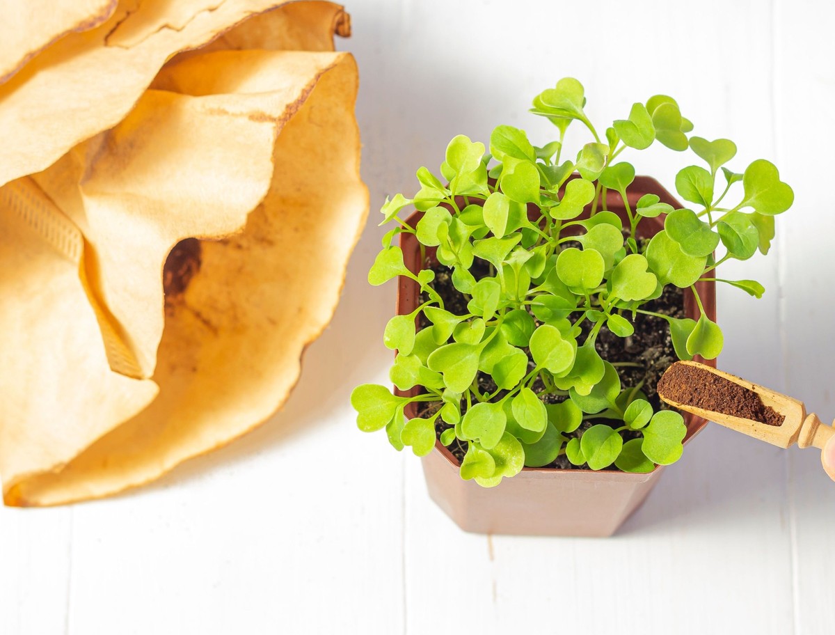 Kávový filtr v záhradě? Starý trik, který zahradníci tají