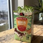 Коробки из-под молока для рассады: старый способ, который экономит деньги