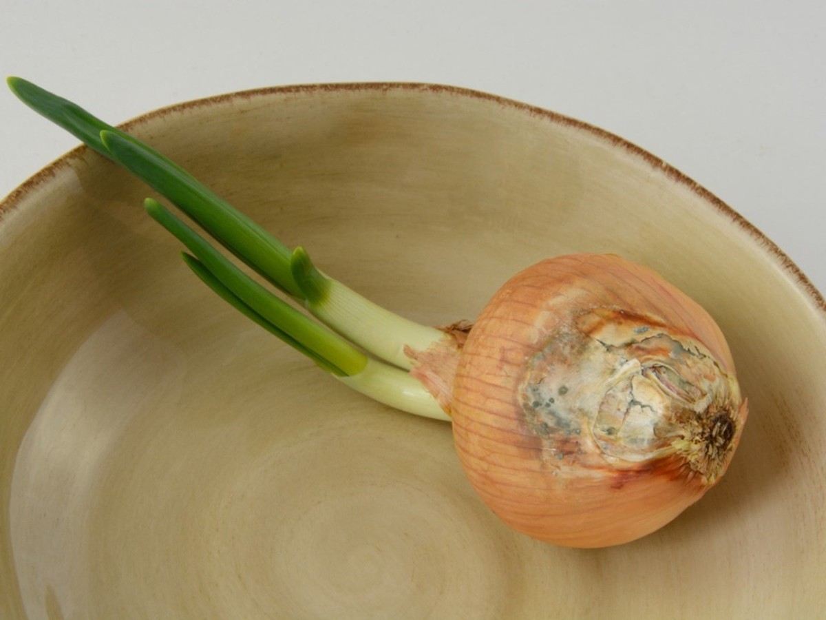 Krajní plátek cibule na zemi: co se stane po dvou týdnech vás překvapí - image 1