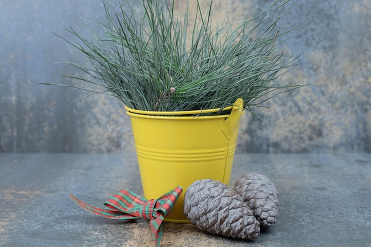 Které bylinky si doma vypěstovat na zimu - tip od experta