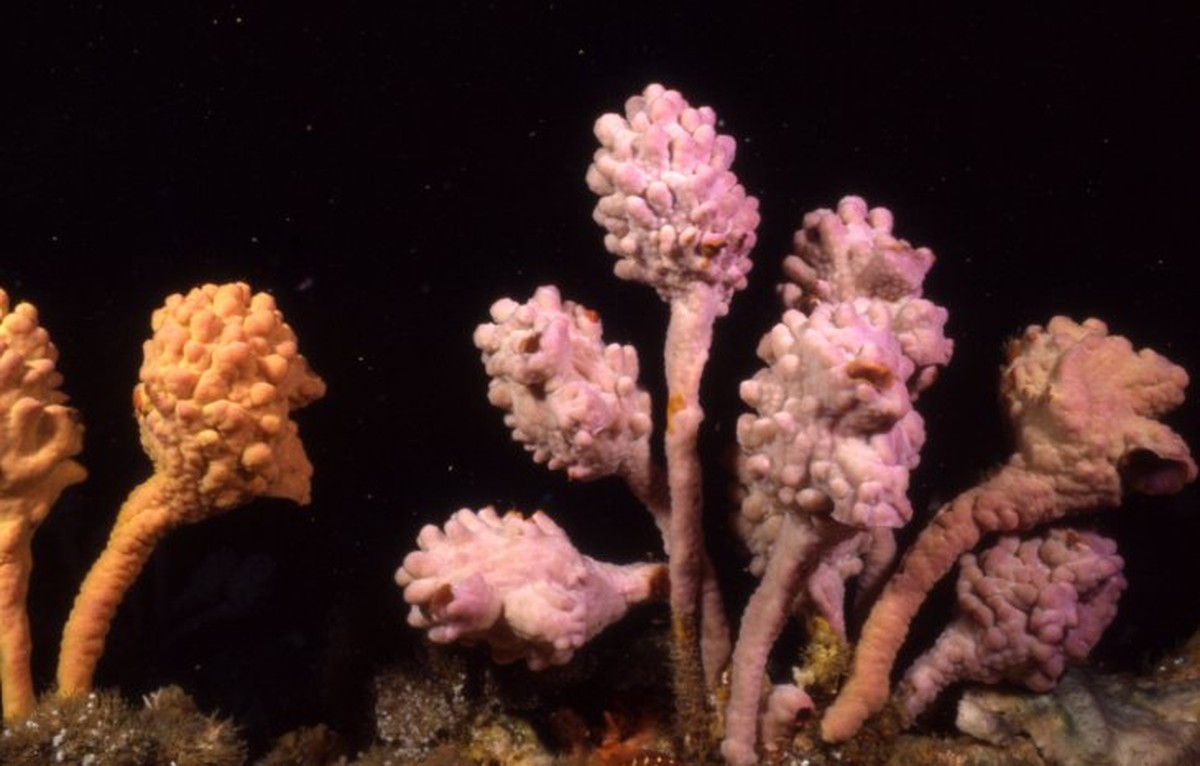 Květinář odhaluje: proč řeznout tulipány pod vodou prodlužuje jejich život o dny