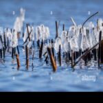 Ledový jogurt v květináči-tip, kterým si výsadba poradí v letních vedrech