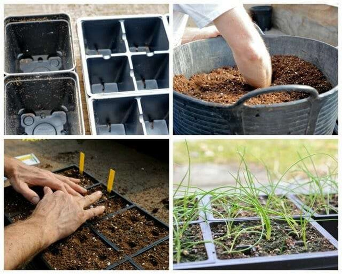 Medem potřené semínko: proč 40% více vzejde - image 2