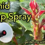 Mýdlová voda proti mšicím: chemie, kterou znaly babičky dávno před farmacií