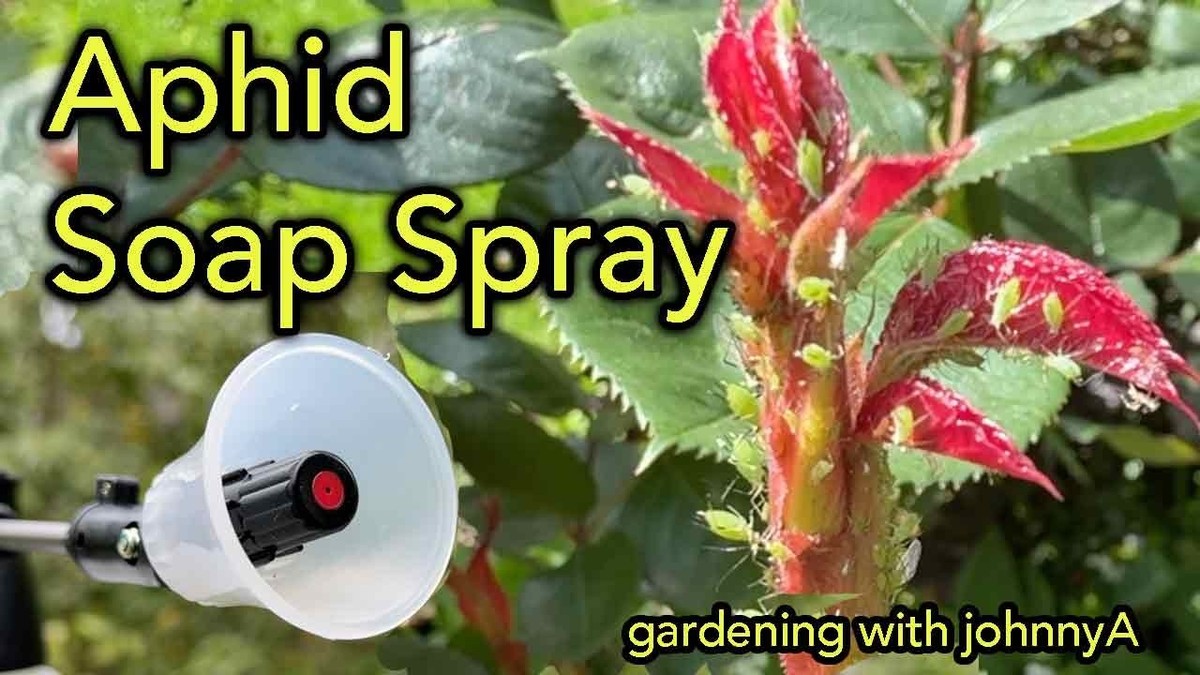 Mýdlová voda proti mšicím: chemie, kterou znaly babičky dávno před farmacií