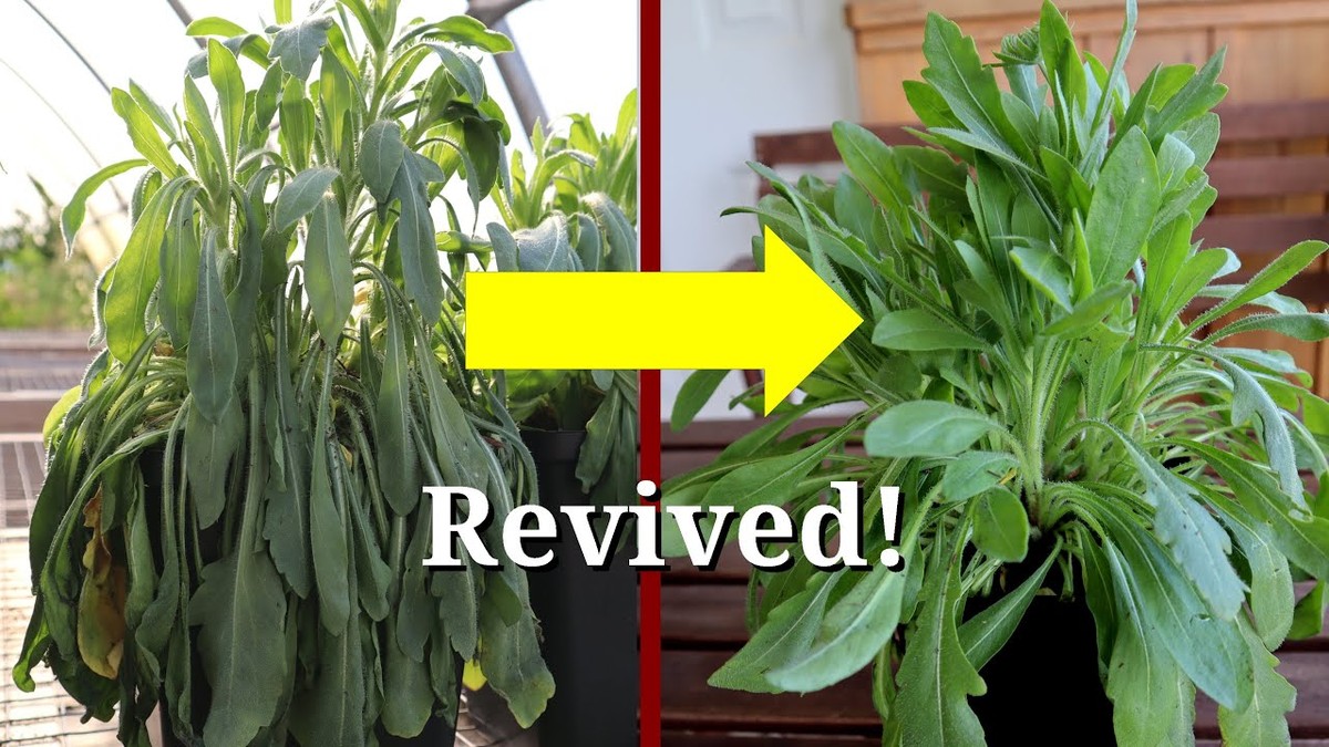 Mýdlová voda z mycího prostředku: jak oživit vádnoucí kopřivu za pět minut - image 2