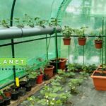 Nikdy nekupujte drahé přípravky: staré noviny zaženou plísně ze skleníku