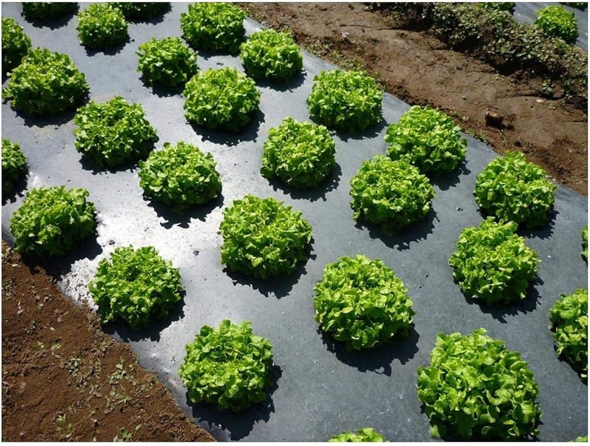 Obyčejná folie na půdě mezi řádky: trik starých zahradníků proti plevelům - image 1