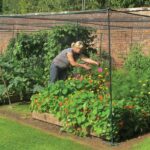 Obyčejná síť ze staré záclony chrání zeleninu líp než drahé ploty