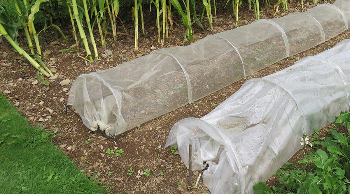 Obyčejná síť ze staré záclony chrání zeleninu líp než drahé ploty - image 2