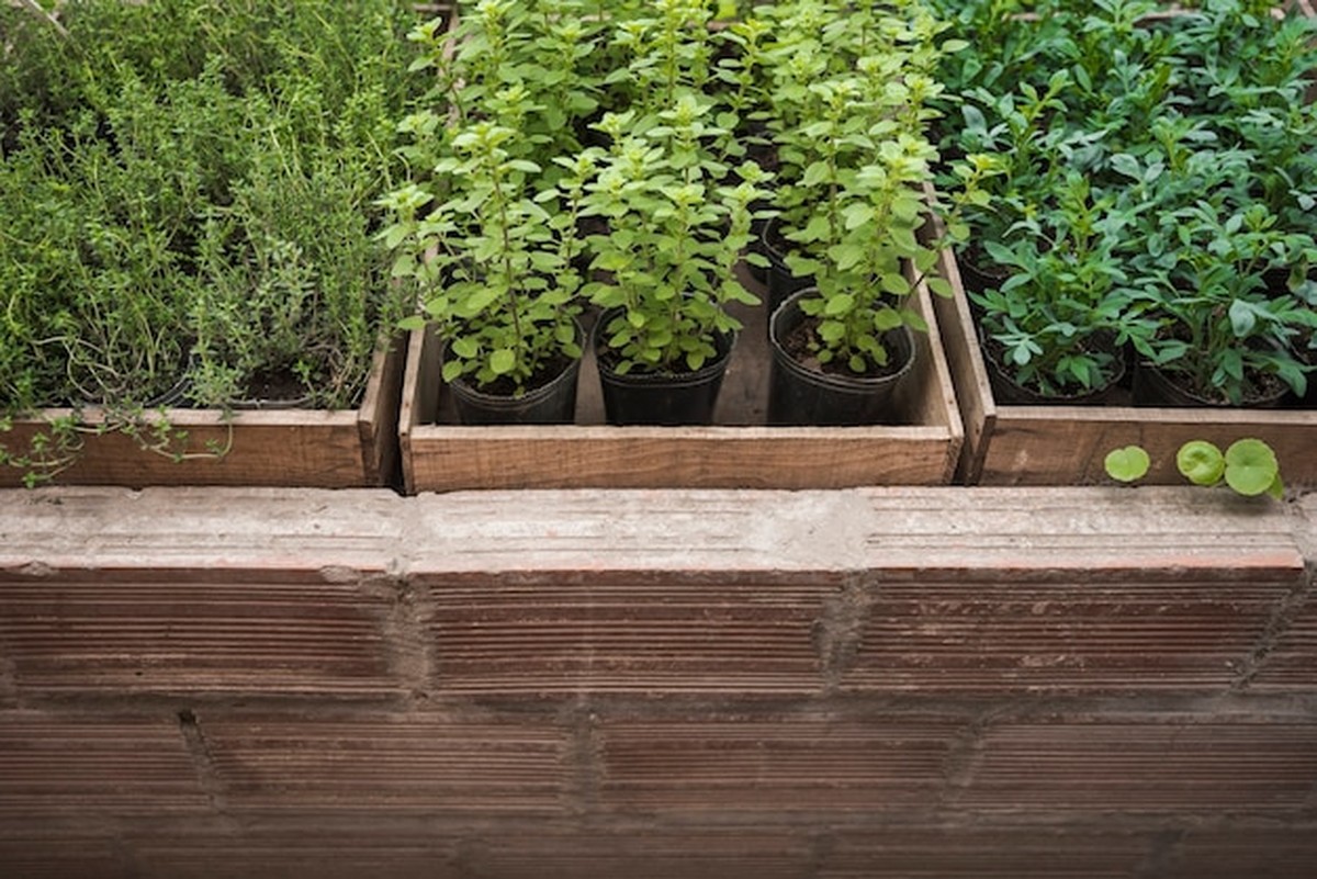 Otevřené nebo uzavřené záhony? Která metoda skutečně funguje lépe - image 1