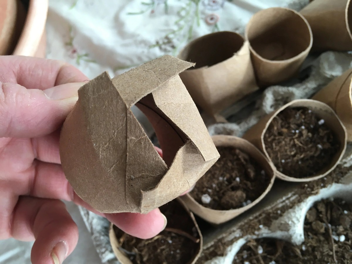 Papír od toaletního papíru jako ideální forma na semínka – zahradníci to vědí léta