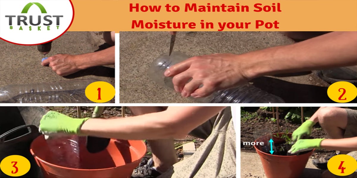 Papírová utěrka v květináči? Prostý trik, který zadrží vlhkost o 40% déle - image 2