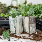 Papírové tuby na semena: přesazování bez plastů a bez stresu