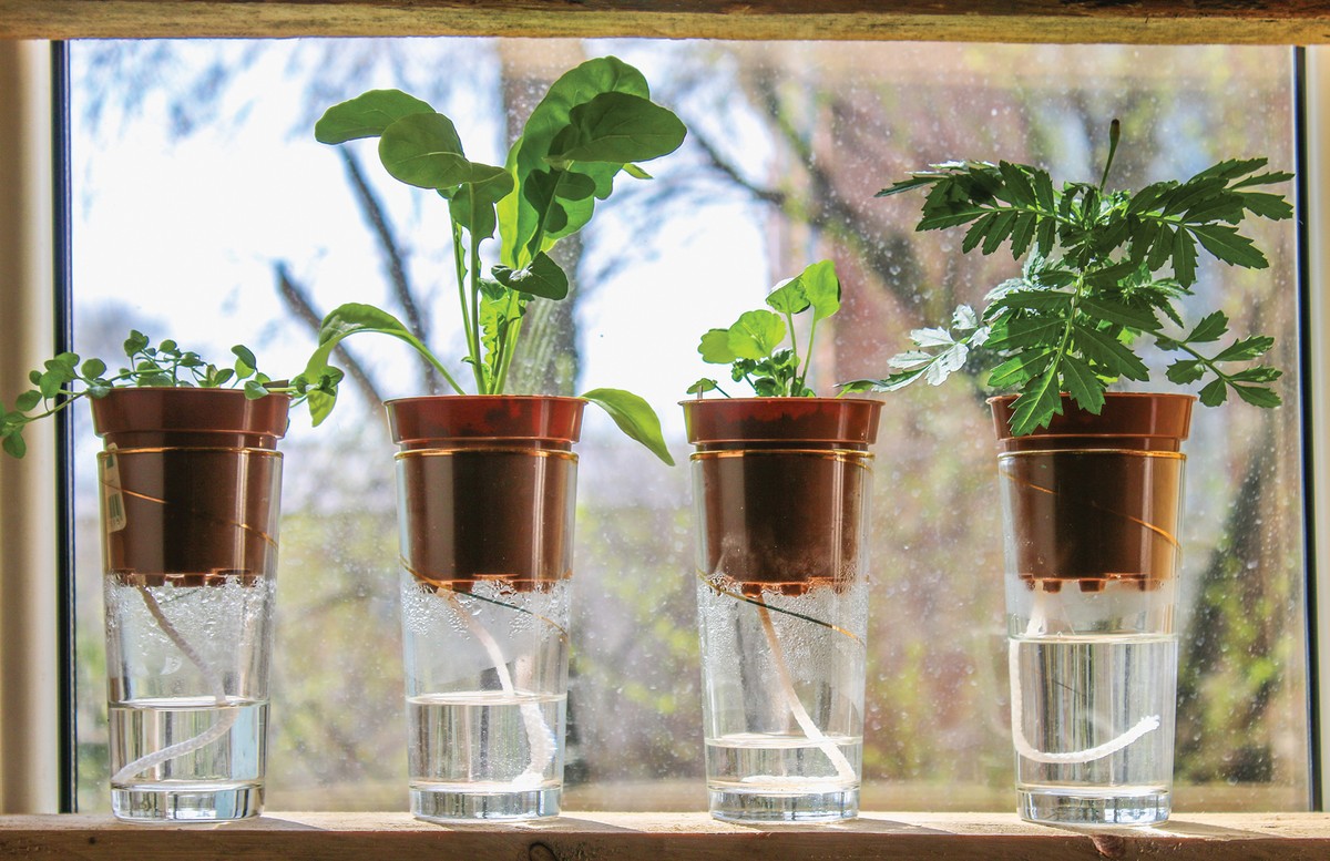 Papírové utěrky v květináči ušetří vám litry vody během léta - image 1