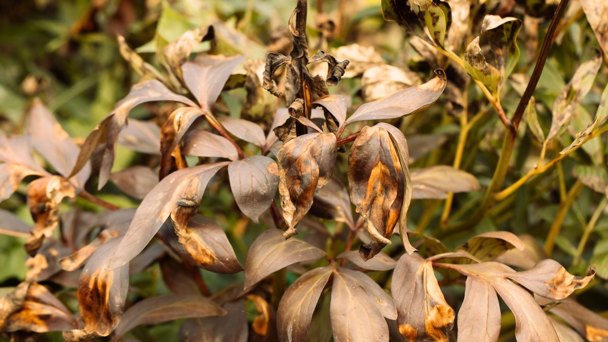 Peroxid vodíku na listí rajčat? Co skrývají profesionální pěstitelé - image 2