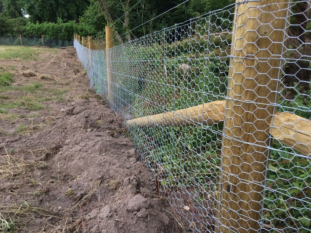 Pletivo kolem stromů? Starý sekret proti škůdcům, který funguje měsíce - image 2