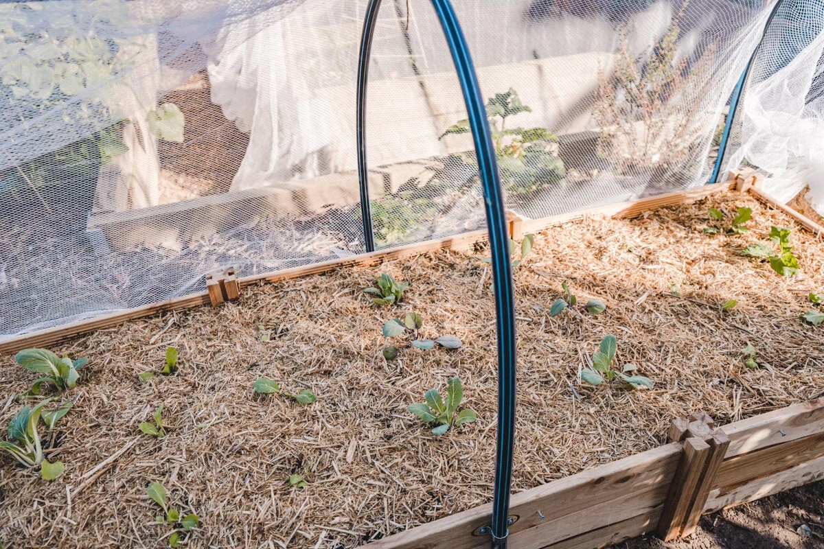 Pletivo ze starého trička chrání sazenice lépe než plot - image 2