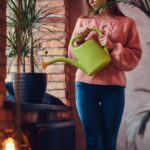 Pokojové rostliny v zimě: trik, který zachrání vaši sbírku