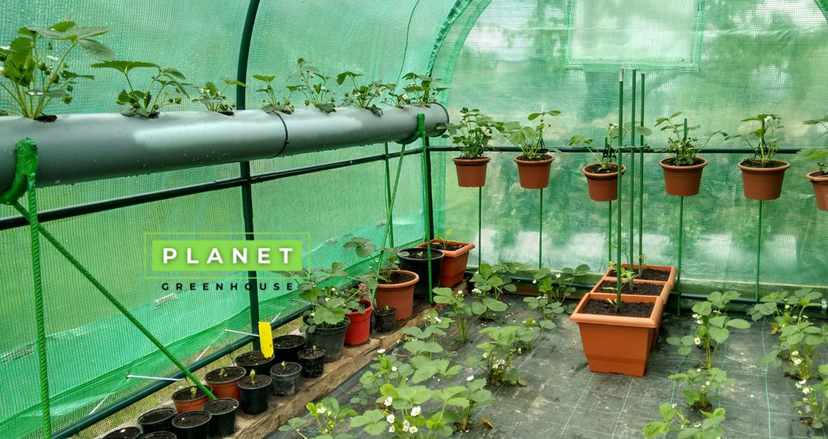 Přestali jsme kupovat chemii: mícháme jen to a plíseň zmizí ze skleníku