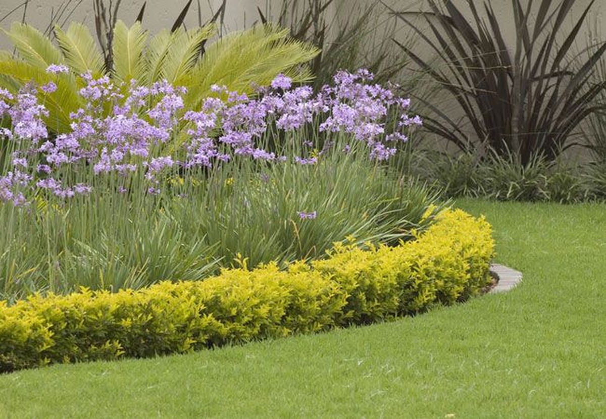 Proč místní zemědělci zasévají česnek kolem hlavního záhonu
