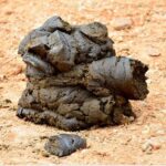 Proč mykologové vždy zasypávají hovězí trus listím — a vy byste měli taky