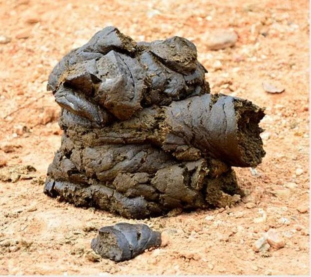 Proč mykologové vždy zasypávají hovězí trus listím — a vy byste měli taky