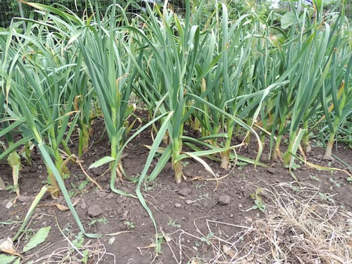 Proč odborní farmáři vždycky sázejí česnek kolem rajčat - image 2