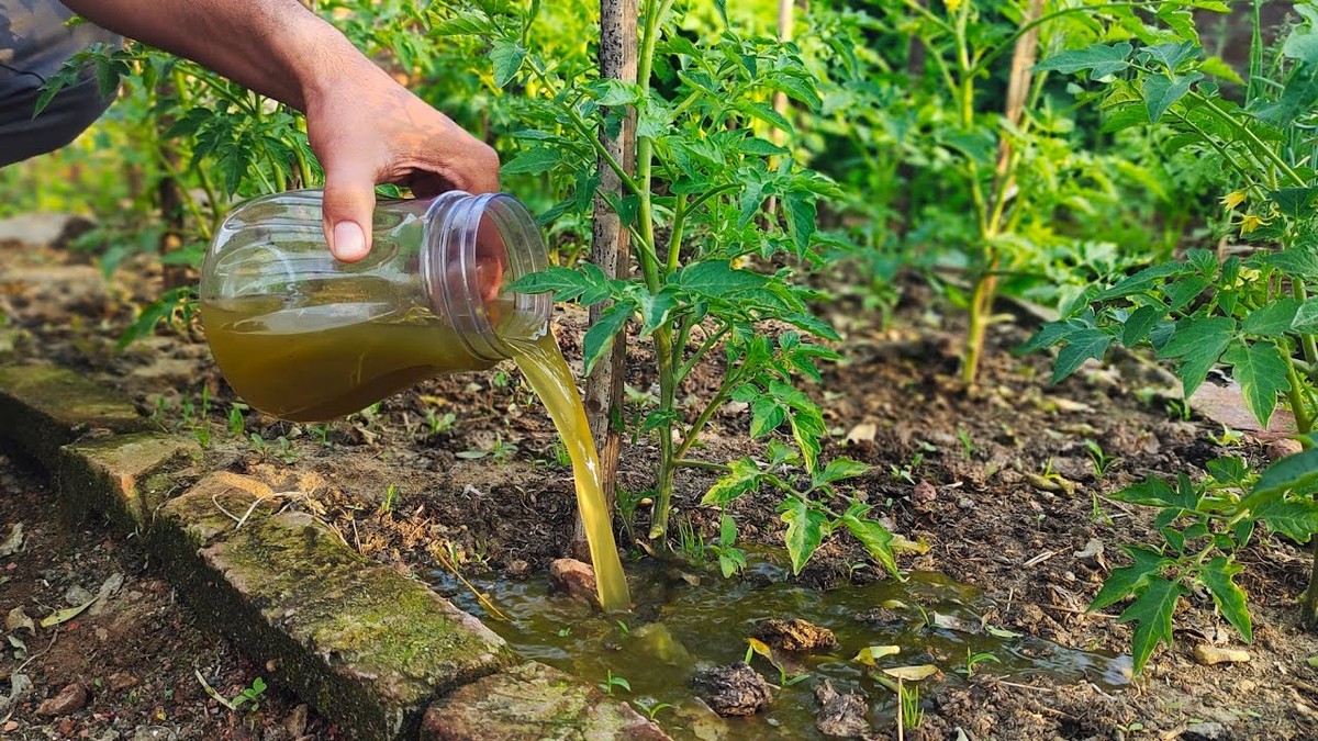 Proč školitelé průmyslového zemědělství zdůrazňují kvasný čaj z kopřiv - image 2