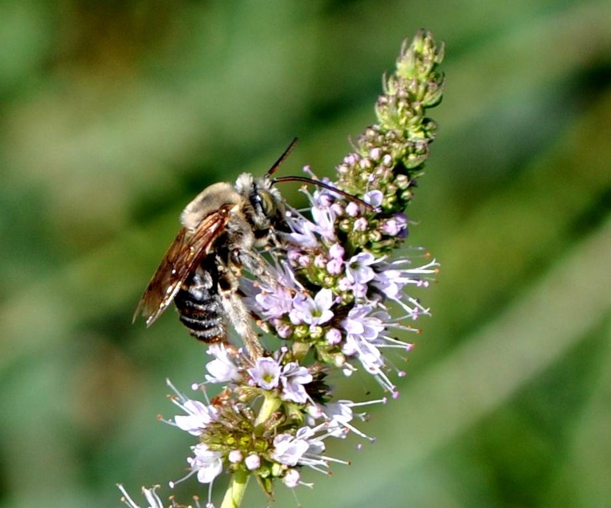 Proč včelaři zasazují mětu všude: tajemství, které si drží pro sebe - image 1