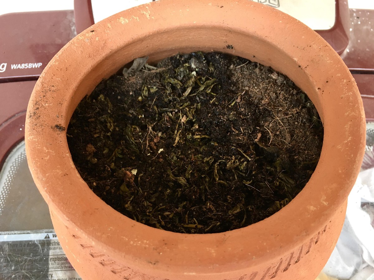 Proč zahradníci skrývají použitou čajovou sáček pod rostliny - image 1